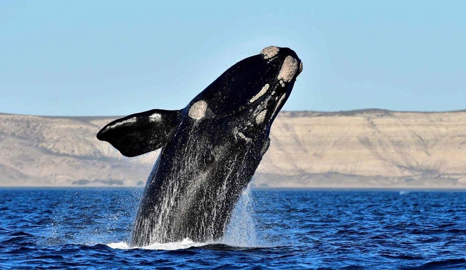 Avistamiento de Ballenas en Puerto Madryn