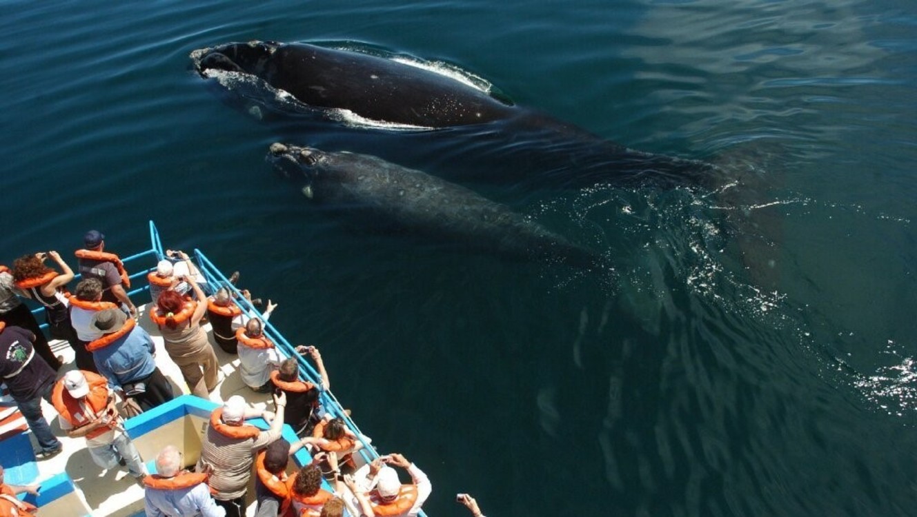 Avistaje de Ballenas en Puerto Pirámides