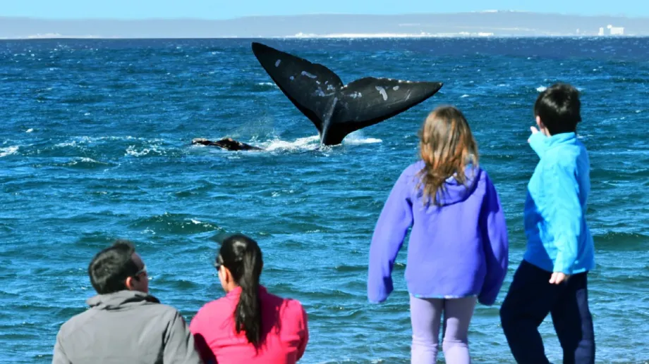Mirador de El Doradillo con ballenas observándose en la costa, Puerto Madryn